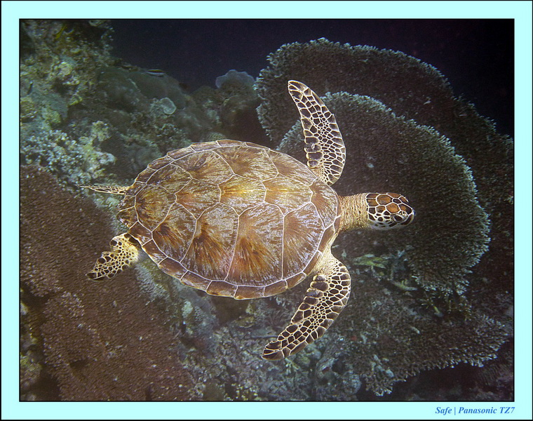 2011 - 08 - Borneo - Sipadan 061